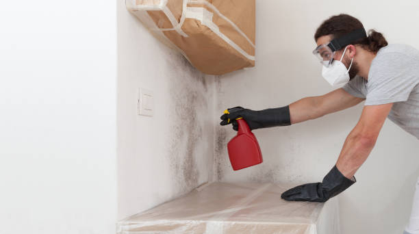 Professional Attic Mold Removal technician working in Holmdel, NJ
