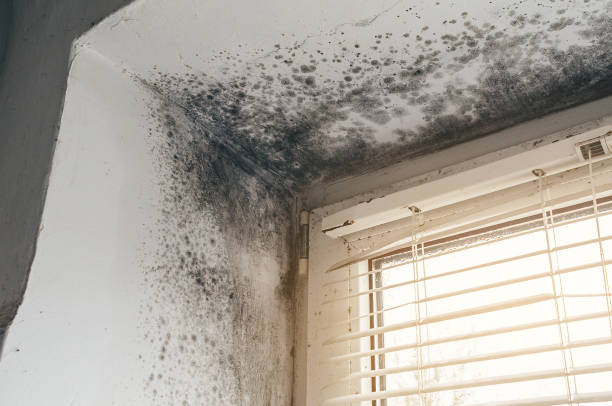 Affordable Mold Cleanup solutions in Holmdel, NJ