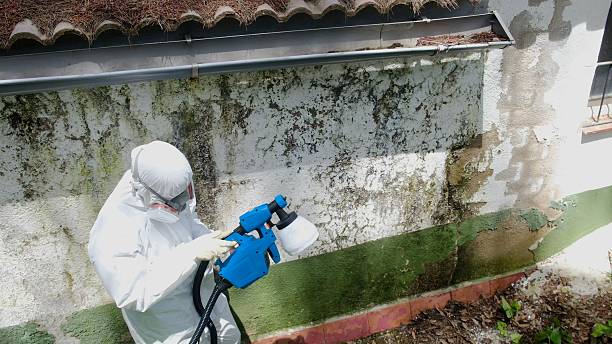 Trusted Mold Removal service in Holmdel, NJ - Cheap Mold Removal